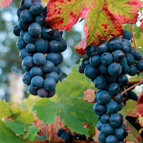 Annoverato tra i migliori rossi d Italia, l Aglianico è il vitigno principe di questa regione.