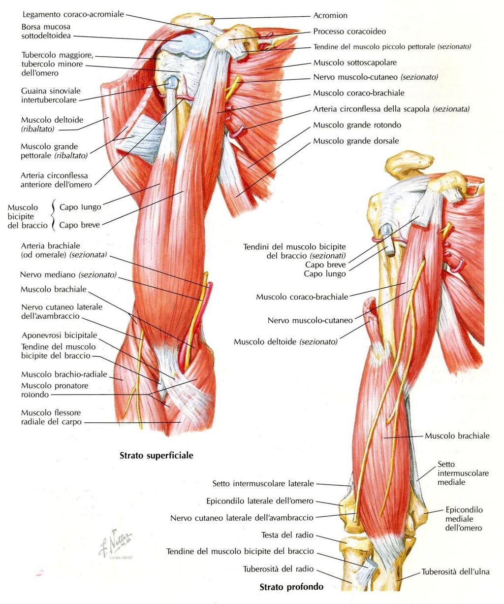 Muscoli della loggia Anteriore del Braccio Bicipite brachiale (biarticolare, agisce sulla scapolo omerale e sul gomito)