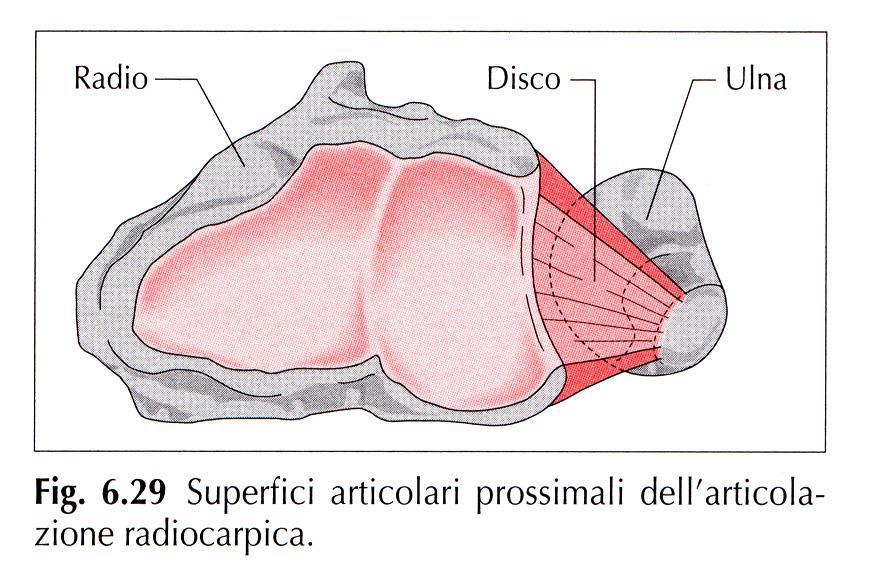 Il legamento triangolare evita potenziali conflitti fra l ulna e le ossa del