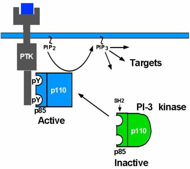 Attivazione della PI-3 chinasi Nello stato inattivo, la PI-3 chinasi (PI3K) è situata nel citosol.