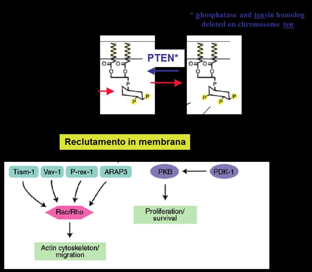 Il PIP3 promuove il reclutamento di proteine contenenti il dominio PH in membrana PI3K La produzione di fosfoinositidi fosforilati in posizione 3 sull anello inositolico (in particolare il PIP3) può