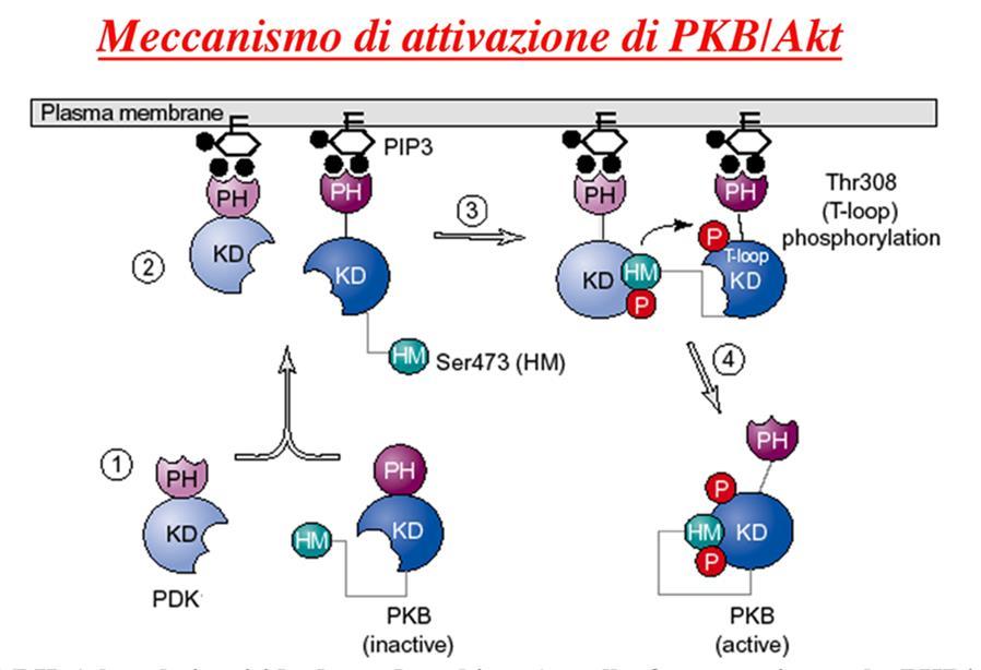 1) La PDK (phosphoinositide-dependent kinase) nella forma attiva e la PKB nella forma inattiva sono entrambe presenti nel citosol ma non interagiscono.