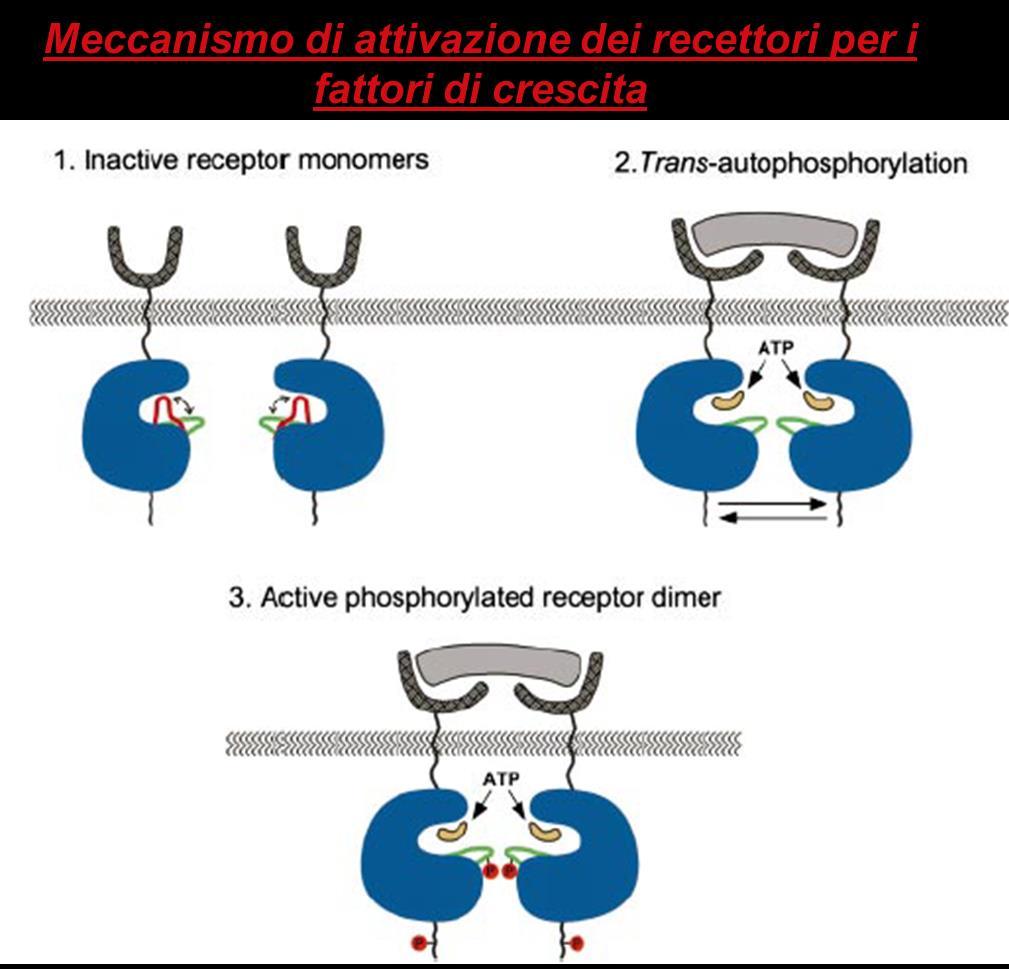 Nello stato inattivo, la loop di attivazione dei recettori tirosin chinasici è relativamente mobile e adotta varie conformazioni, la maggior parte delle quali interferiscono con il legame dei