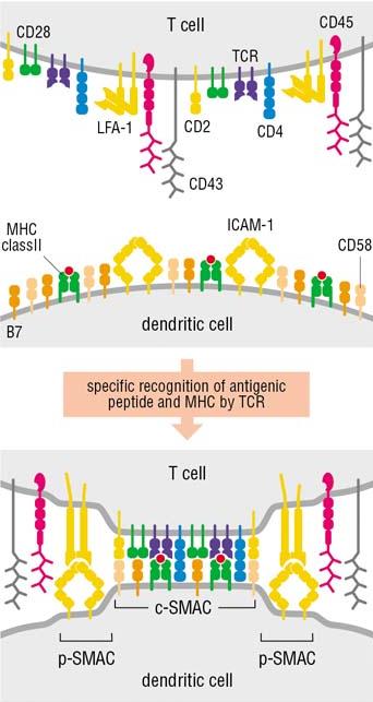 La sinapsi immunologica c-smac: central supramolecular activating complex (TCR, CD4 or 8,