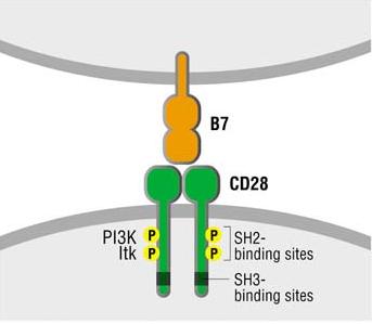 CD28: aumento della trascrizione del gene