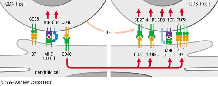 In assenza di un forte stimolo (infezione cronica latente o risposta ai trapianti) la cellula T CD8 necessita dell aiuto della CD4 - CD4 attivata dalla cellula dendritica esprime