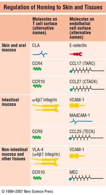 Cellule TFH Esprimono CXCR5, che le guida nelle zone B degli organi