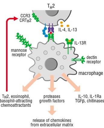 Meccanismi effettori delle cellule TH2: la