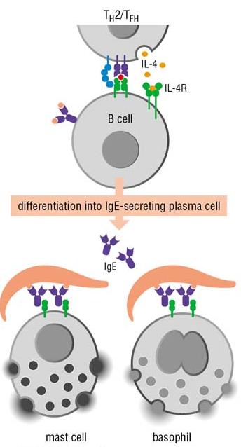 Meccanismi effettori delle cellule TH2: l