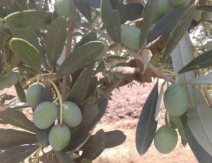 accrescimento delle olive,