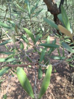 in alcuni oliveti, particolarmente del trevigiano e delle colline veronesi, raggiungono il 30% della presenza totale d olive.