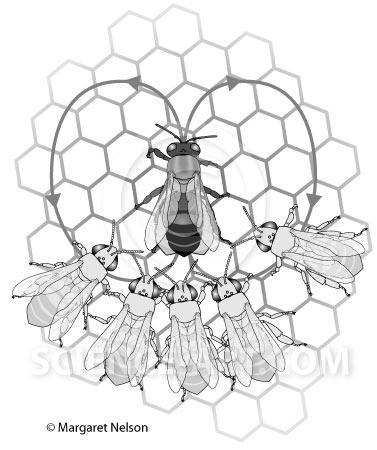 Cf. la danza delle api da miele europee: Danza circolare: se il giacimento di cibo si trova entro i 50 metri circa di distanza, l ape compie una danza circolare, girando in circolo per poi ripetere