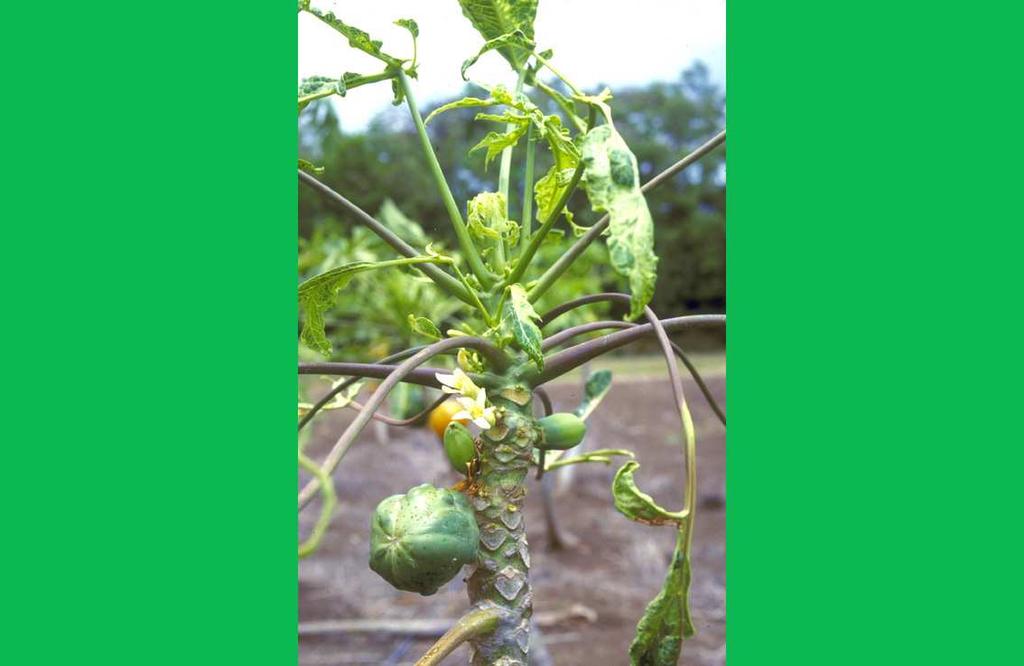 ANULARE Papaia