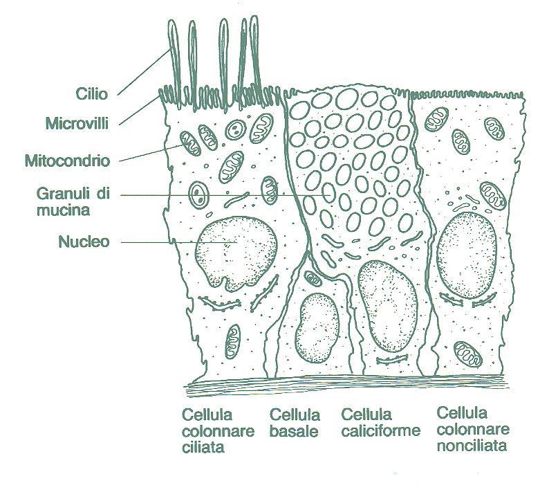 Citologia della cavità nasale Mucosa di tipo respiratorio, con una piccola area di epitelio