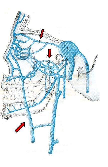 Vascolarizzazione cavità nasali Il sistema cavernoso venoso drena posteriormente attraverso i vasi sfenopalatini nel plesso pterigoideo (3)
