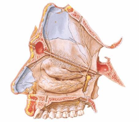 Innervazione cavità nasali INNERVAZIONE PARETE LATERALE: 1) Ramo nasale interno laterale del nervo etmoidale anteriore 2) Ramo nasale del nervo alveolare