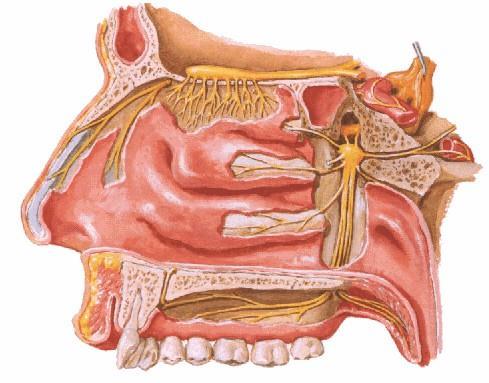 Innervazione cavità nasali