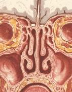 Labirinto etmoidale L orifizio di drenaggio delle celle anteriori si apre in vicinanza degli osti del seno mascellare e frontale, le posteriori si aprono nel meato superiore nel recesso