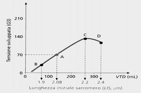 FISIOPATOLOGIA: PORTATA CARDIACA FUNZIONE SISTOLICA PRECARICO: RELAZIONE DI FRANK-MAESTRINI-STARLING Lo stiramento graduale della miofibrilla comporta un aumento della capacità contrattile del