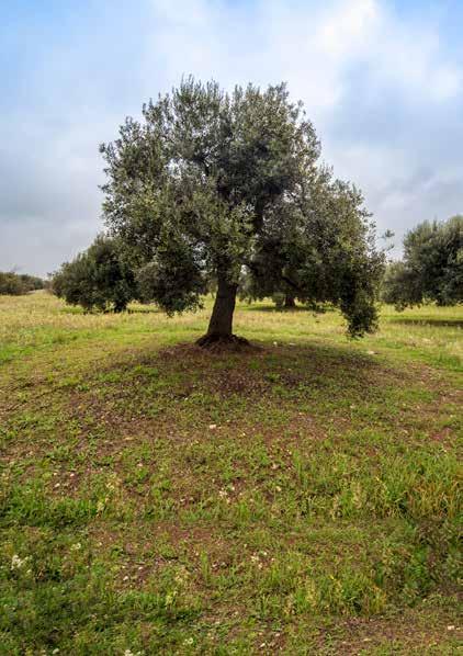 DI PUGLIA LA SCOPERTA Dintorni a Castel del Monte Dal mare all Alta Murgia, antico altopiano che rappresenta la spina dorsale di quasi tutta la regione, questo territorio è un rincorrersi di colori.