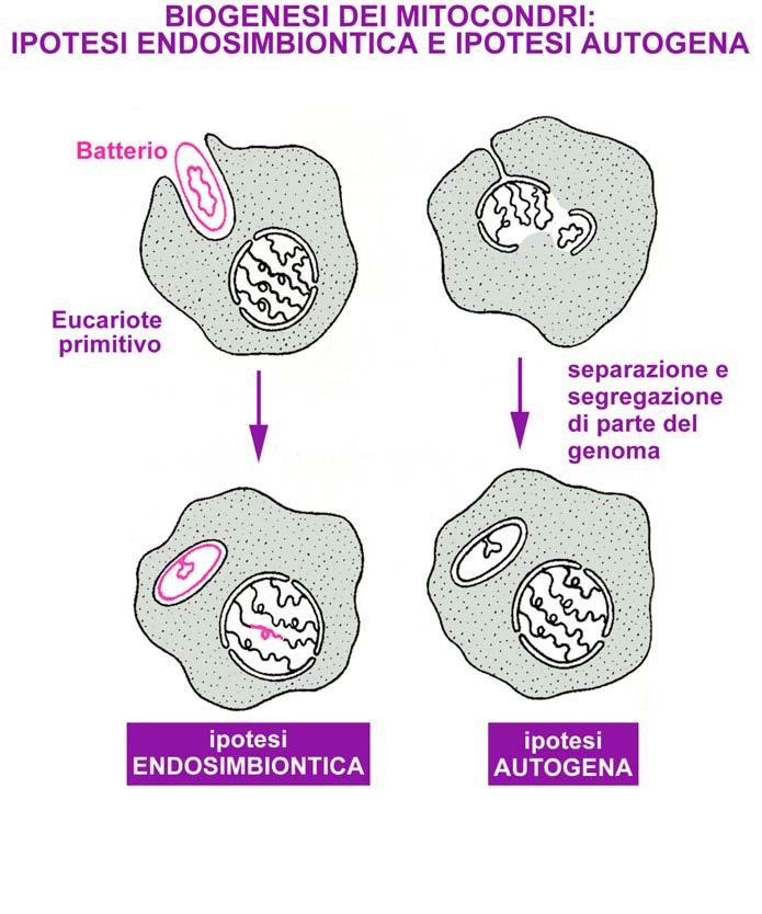 OLTRE CHE UN PROPRIO DNA, I MITOCONDRI CONTENGONO UN PROPRIO INTERO APPARATO GENETICO PER LA REPLICAZIONE DEL DNA E PER LA SINTESI PROTEICA L APPARATO GENETICO DEI MITOCONDRI È PIÙ SIMILE A QUELLO