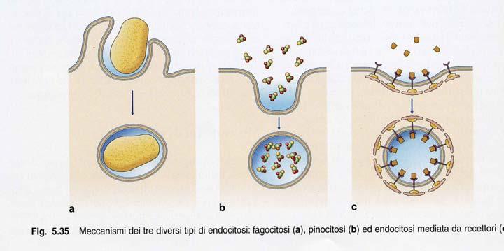 Endocitosi Pinocitosi e Fagocitosi ENDOCITOSI MEDIATA DA RECETTORE Il risultato dell endocitosi è un ENDOSOMA