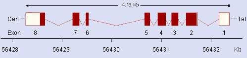 Altri geni CDK4 (cyclin-dependent protein kinase 4) - cromosoma 12q14 -nel 2% delle famiglie nel