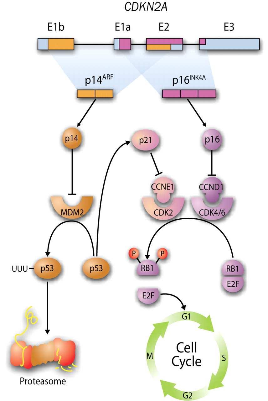 p14arf activates the tumor Suppressor p53 by inactivating HDM2, a ubiquitin ligase that targets p53 for degradation by the proteasome p16 belongs to the family of cyclin-dependent