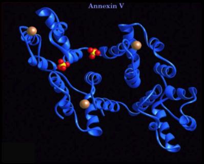 Annexin-V-FITC Proteina anticoagulante, calcio dipendente, di