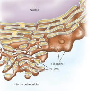 ribosomi Reticolo endoplasmatico ruvido e liscio