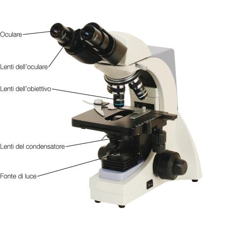 Tanto piccolo da usare il microscopio Il più piccolo oggetto che l occhio umano riesce