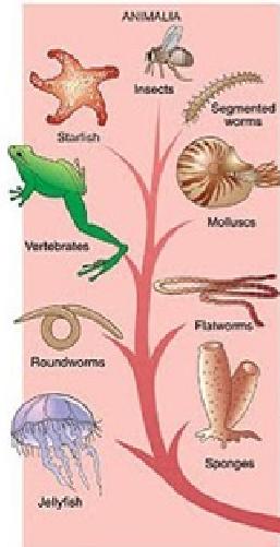 Gli Animali comprende organismi molto diversificati tra loro. Sono organismi pluricellulari eterotrofi, formati da tessuti. Producono gameti, quello maschile è munito di flagello ed è mobile.
