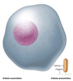 Le cellule possono essere procario(che o eucario(che Le cellule procariotiche ed eucariotiche possiedono due strutture comuni: la membrana