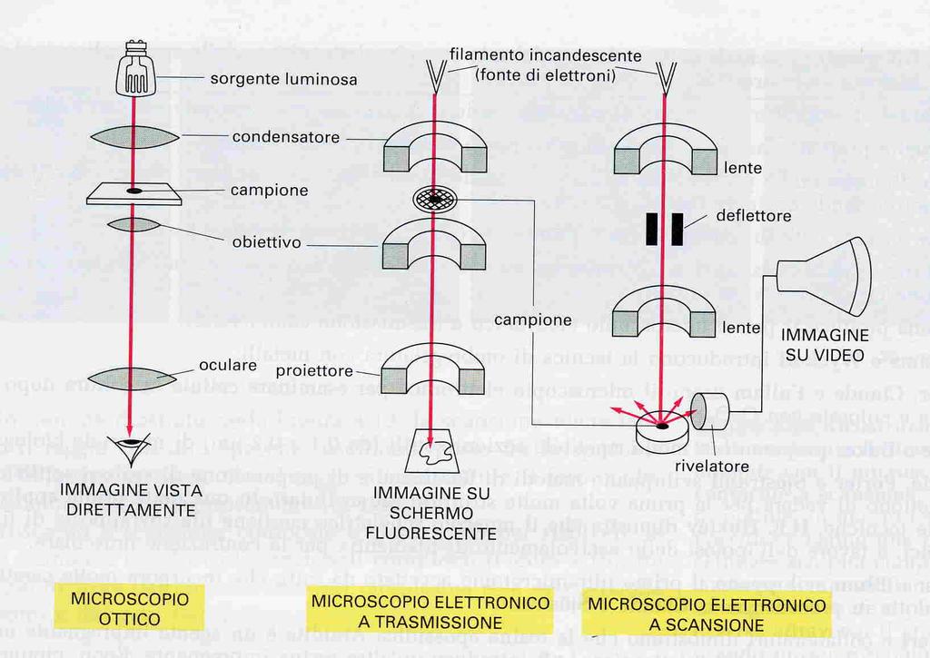 Microscopio Ele3ronico Consente l osservazione ultrastru4urale della cellula (organelli