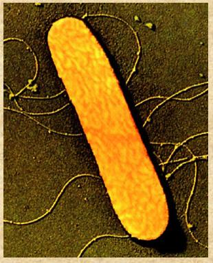 PROCARIOTI (batteri, cianofite) cromatina