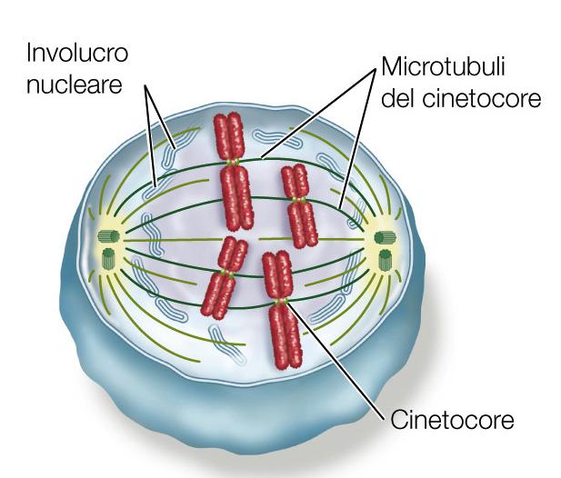 La prometafase L involucro nucleare si frammenta.