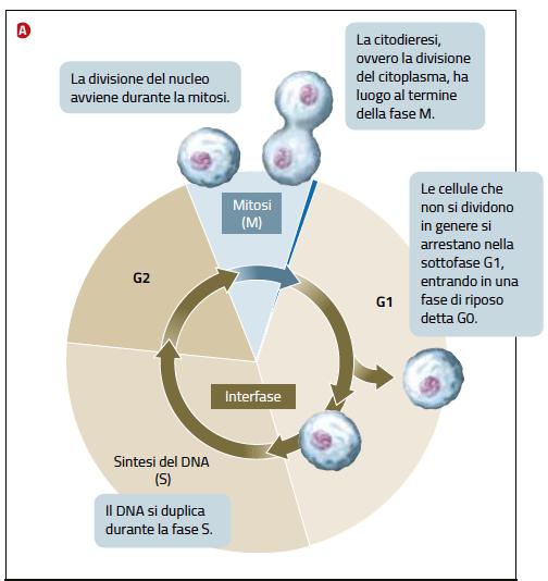 Il ciclo cellulare Il ciclo cellulare è l insieme degli eventi compresi tra la formazione di una