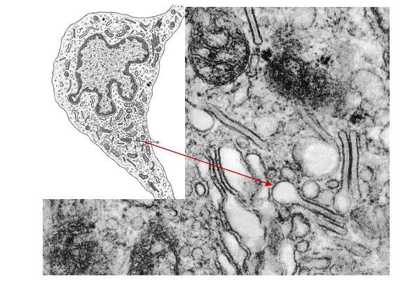 LA CELLULA