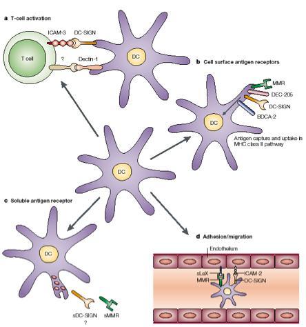 Le FUNZIONI di DC-SIGN Attivazione dei linfociti T Cattura dell Ag