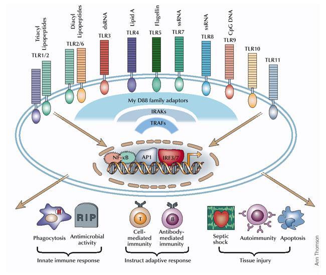 THE TOLL-LIKE RECEPTOR FAMILY