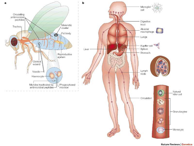 THE VERY ANCIENT FAMILY OF TOLL-LIKE RECEPTORS REGULATES INNATE