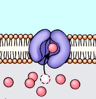 Esempio di Proteine Carrier Glucosio permeasi dei globuli rossi Glucosio
