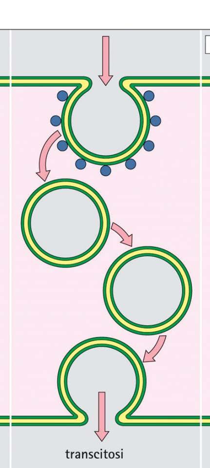 Transcitosi nelle cellule endoteliali Trasporto di macromolecole in entrambe le direzioni Le vescicole