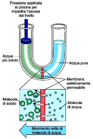 Osmosi Movimento di acqua attraverso una membrana semi permeabile Da una