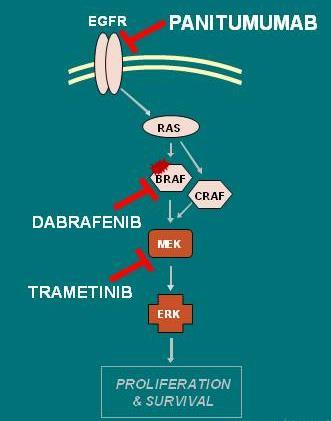 BRAF/EGFR 