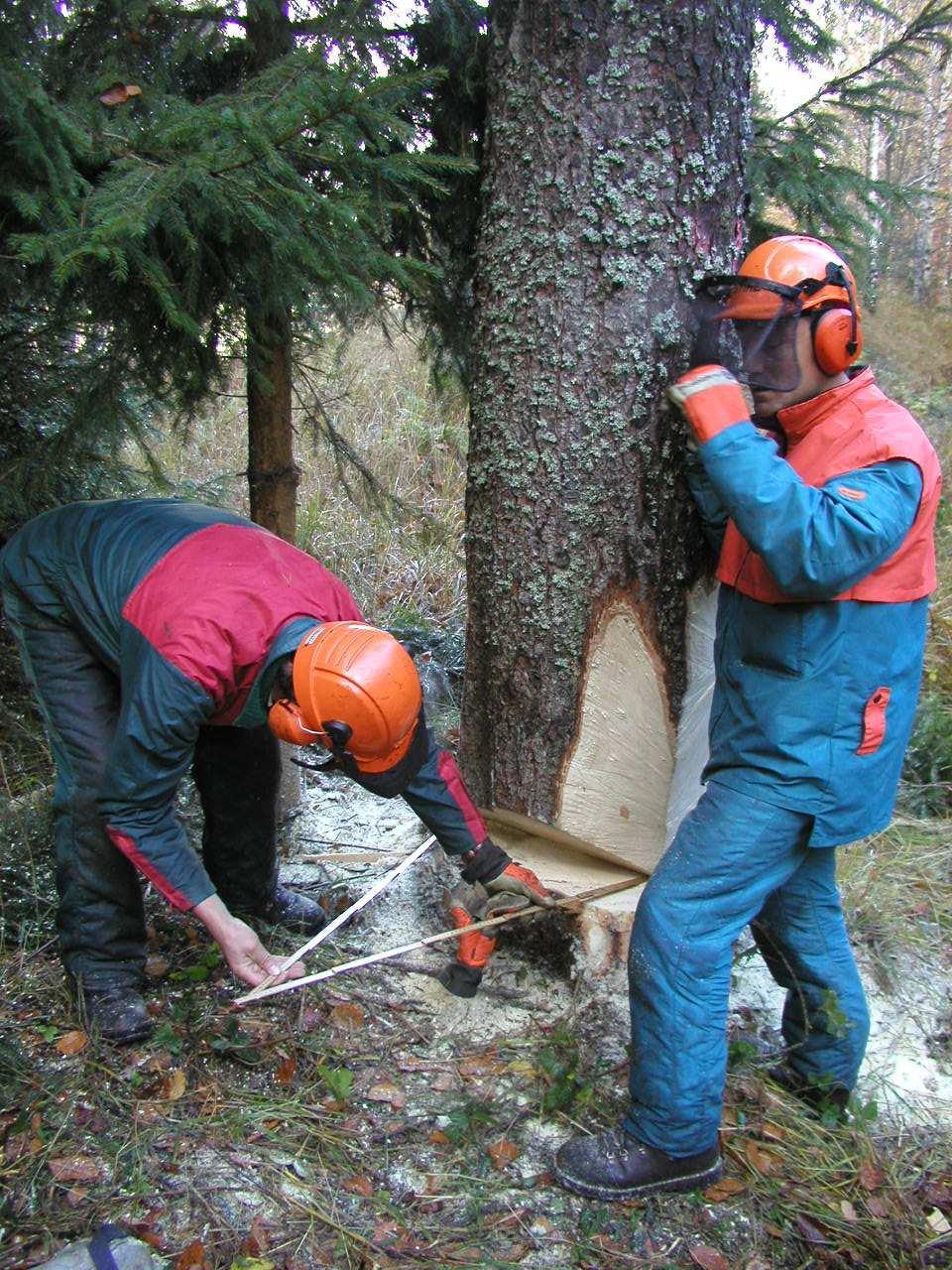 Regole semplici, condivise e standard in Piemonte L.R. 63/95 profili professionali percorsi formativi competenze qualifiche professionali GESTIONE VERDE ARBOREO GESTIONE FORESTALE