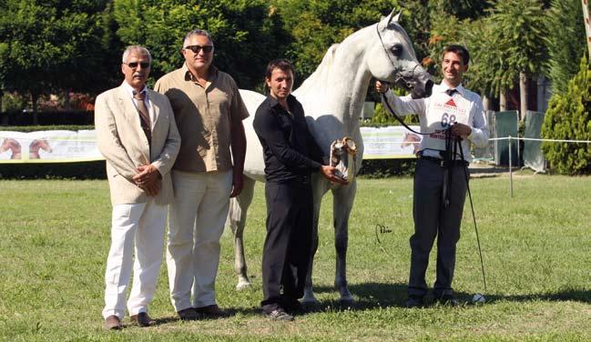 Il Colle Gold Medal Stallions sandhiran Sanadik El Shaklan x