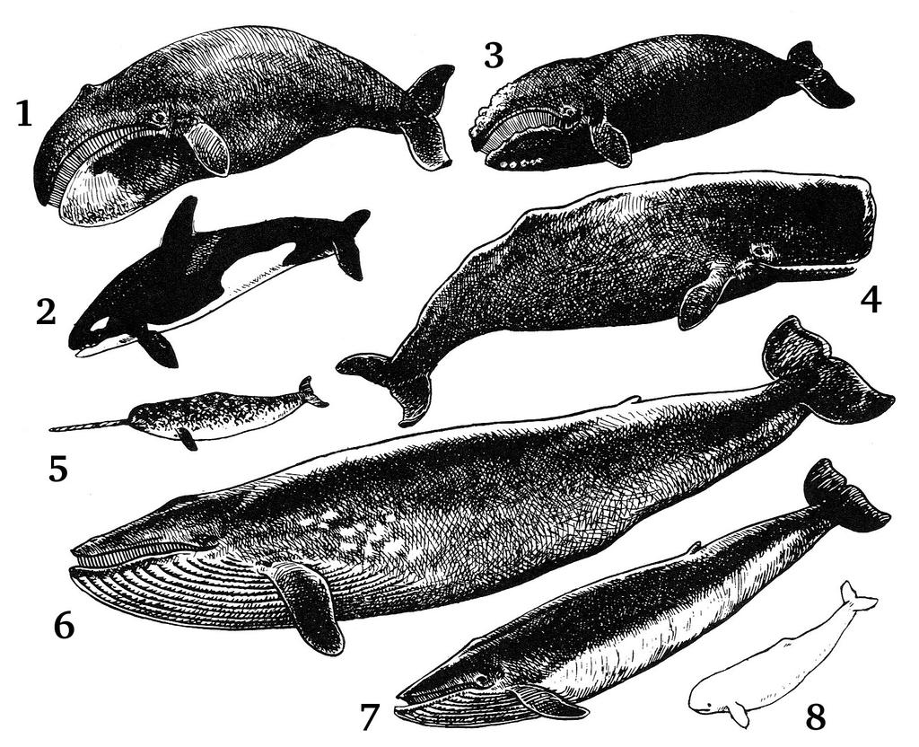 I cetacei I Cetacei sono un ordine dei Mammiferi Placentati, adattati in modo totale alla vita acquatica: Cetacea Tra i Cetacei si trovano gli animali più grandi conosciuti al mondo, in particolare