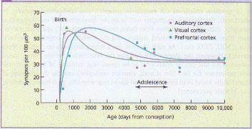 sinaptiche è precoce nelle aree sensoriali, più