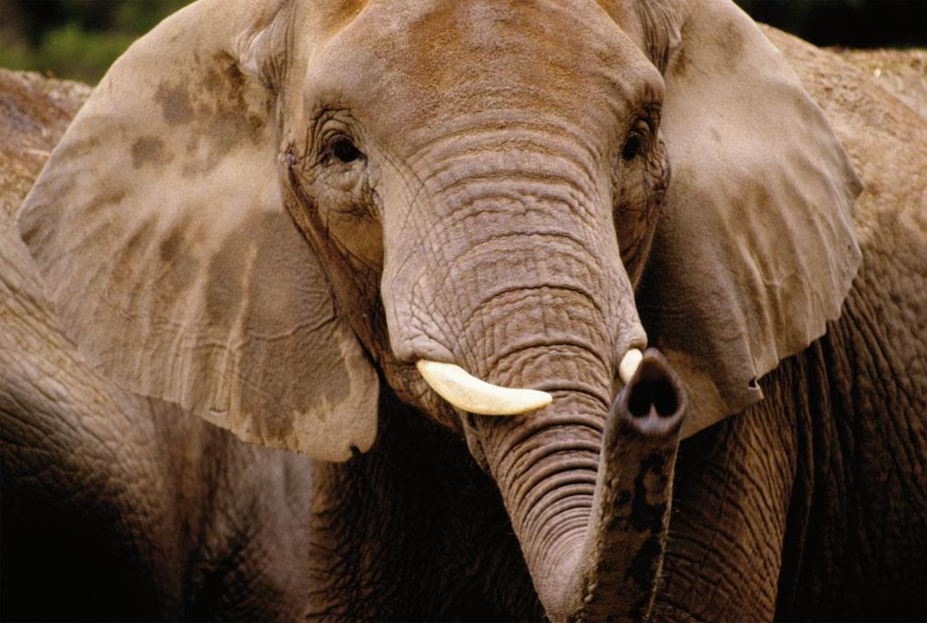 Le grandi orecchie degli elefanti
